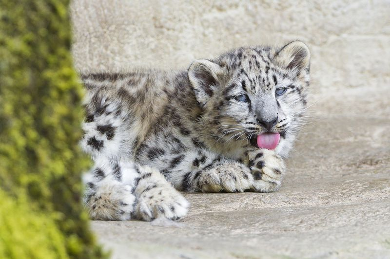 Illustration for article titled There's No Leopard Like SNOW Leopard!